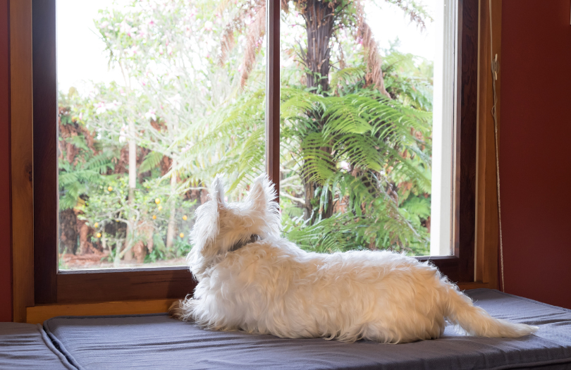 An anxious dog gazes out of a window, waiting anxiously for its owner's return.