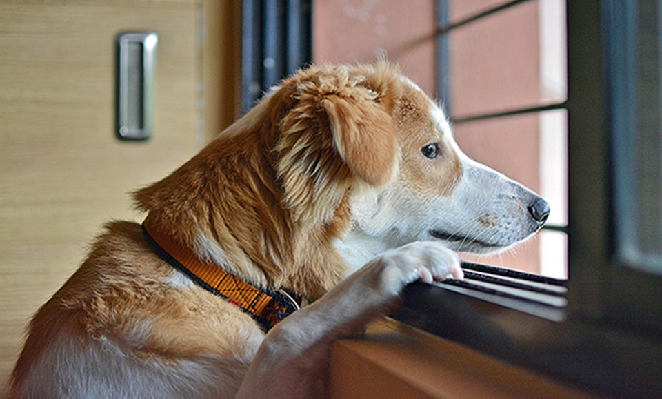 Separation anxiety represented by an image of a dog looking anxiously outside of the window, waiting for it's owner to come home