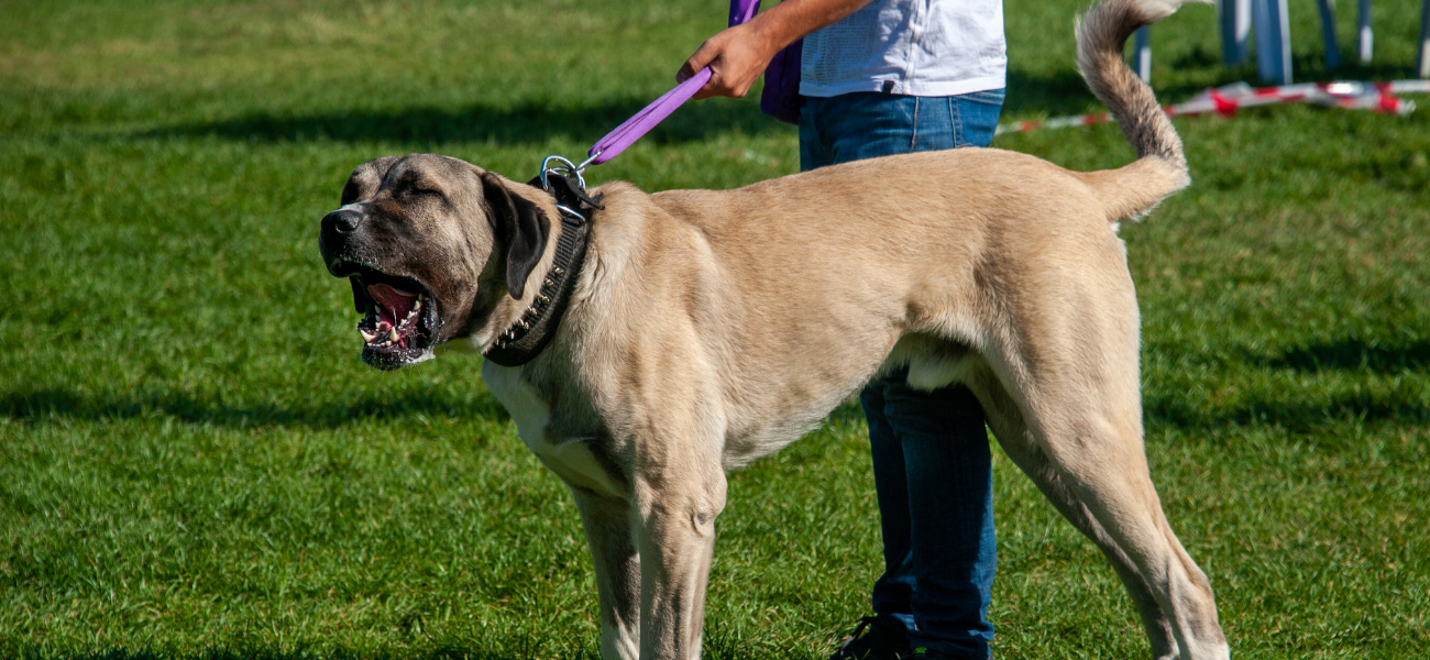 A large dog on a leash baring its teeth, with its handler on a grass field