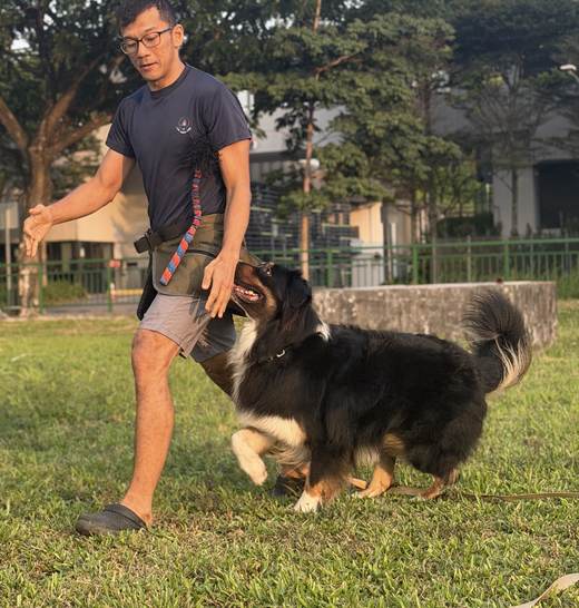 A PetCoach trainer working loose-leash engagement with his dog in a park