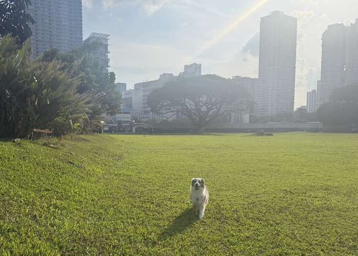 A dog running across a grass field with the city skyline behind