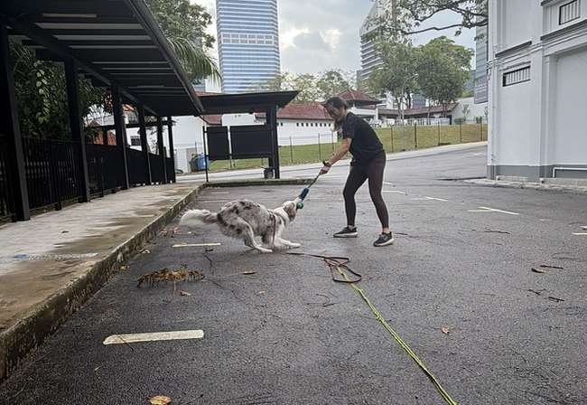 A handler working loose-leash engagement with her dog outdoors