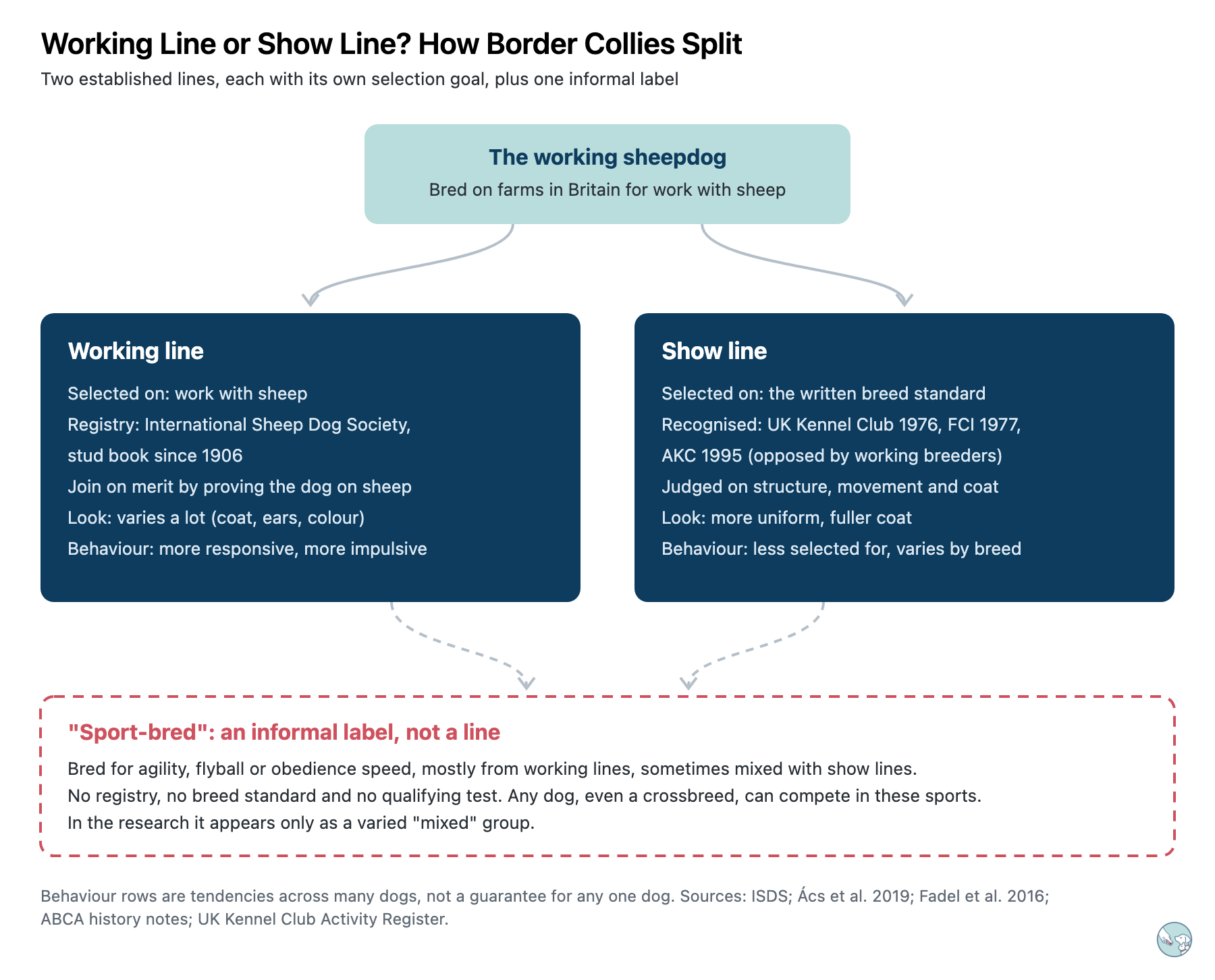 Diagram of how Border Collies split into working and show lines. The working sheepdog, bred on farms in Britain, branches into a working line, selected on work with sheep and registered with the International Sheep Dog Society since 1906, and a show line, selected on the written breed standard and recognised by the UK Kennel Club in 1976, the FCI in 1977 and the AKC in 1995. Below, "sport-bred" is shown in a dashed box as an informal label with no registry, standard or test, mostly drawn from working lines.
