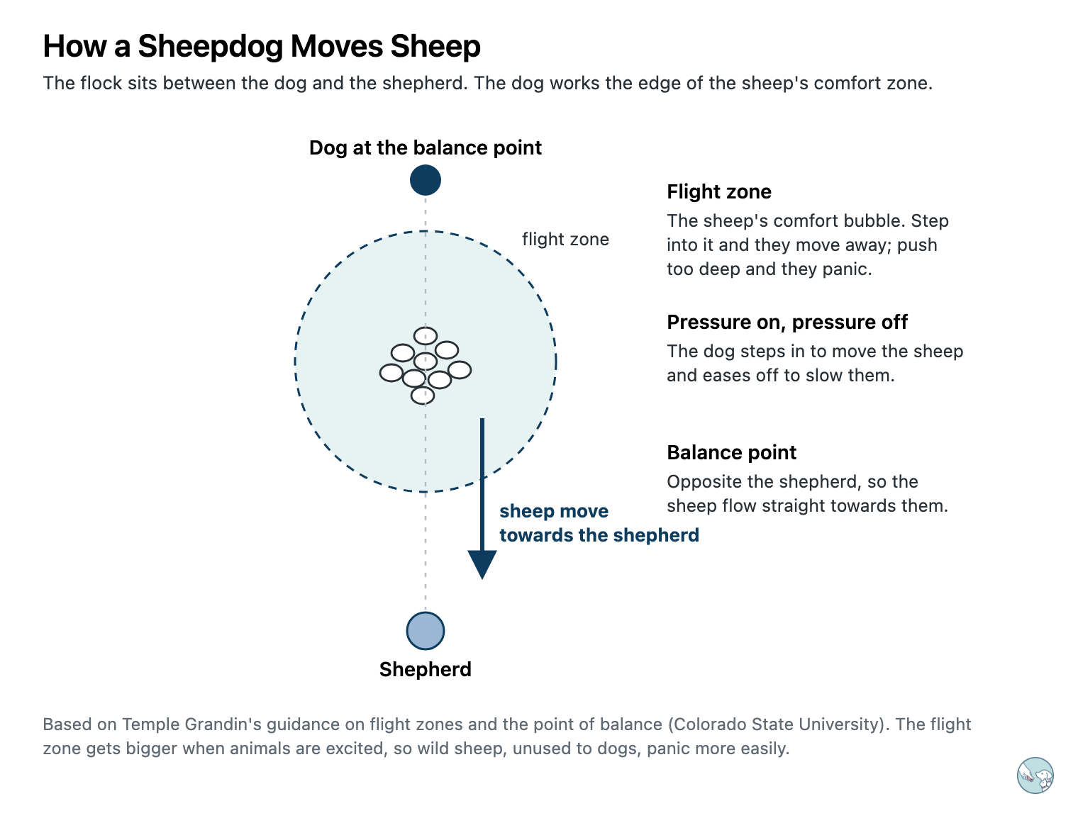 Diagram of how a sheepdog moves sheep. The flock is in the middle inside a dashed ring marking its flight zone. The dog stands at the balance point on the far side, opposite the shepherd, and the sheep move towards the shepherd.
