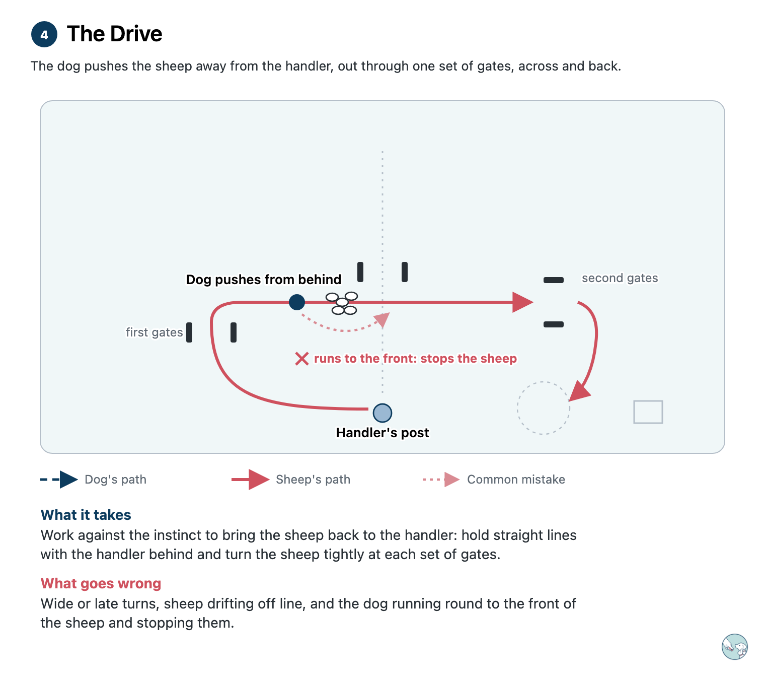 Diagram of the drive. The sheep go from the handler's post out through the first gates, across the field through the second gates, and back, with the dog pushing from behind. A faint dotted path shows the common mistake: the dog running round to the front and stopping the sheep.