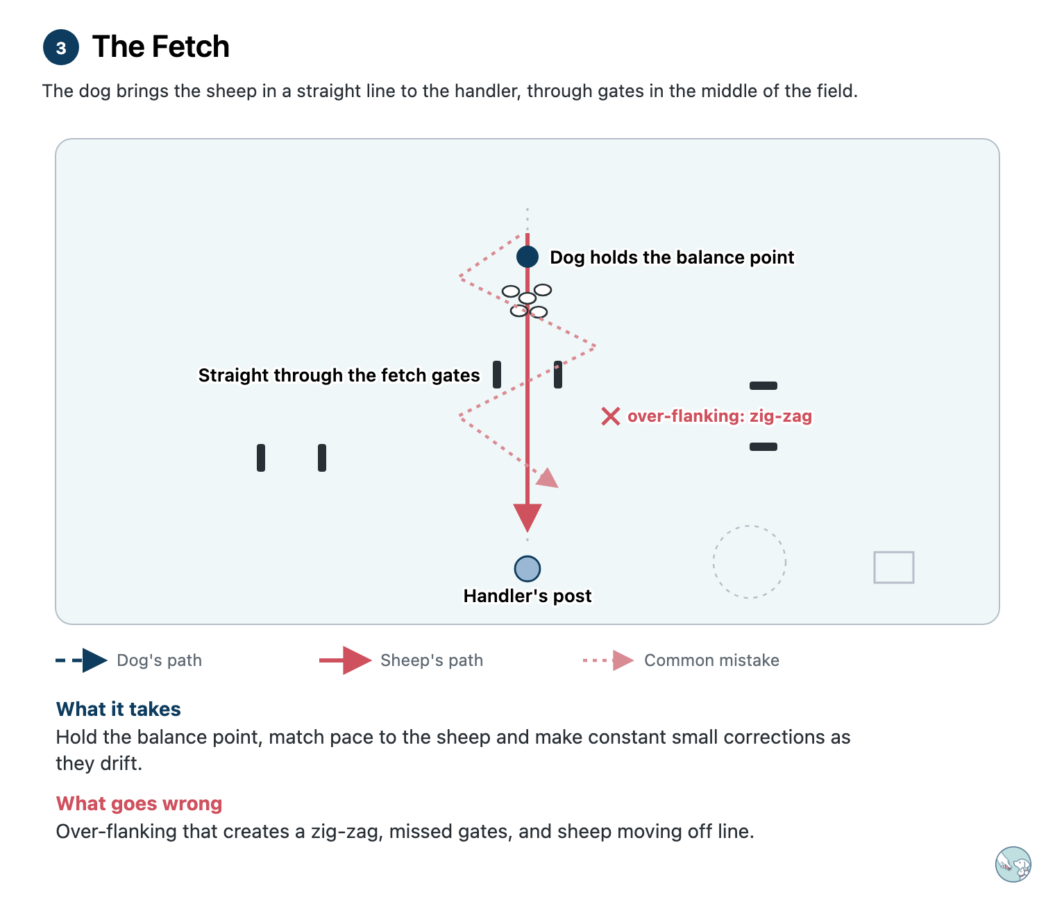 Diagram of the fetch. The sheep travel in a straight line down the middle of the field, through the fetch gates, to the handler's post, with the dog behind them at the balance point. A faint zig-zag shows the common mistake: over-flanking.