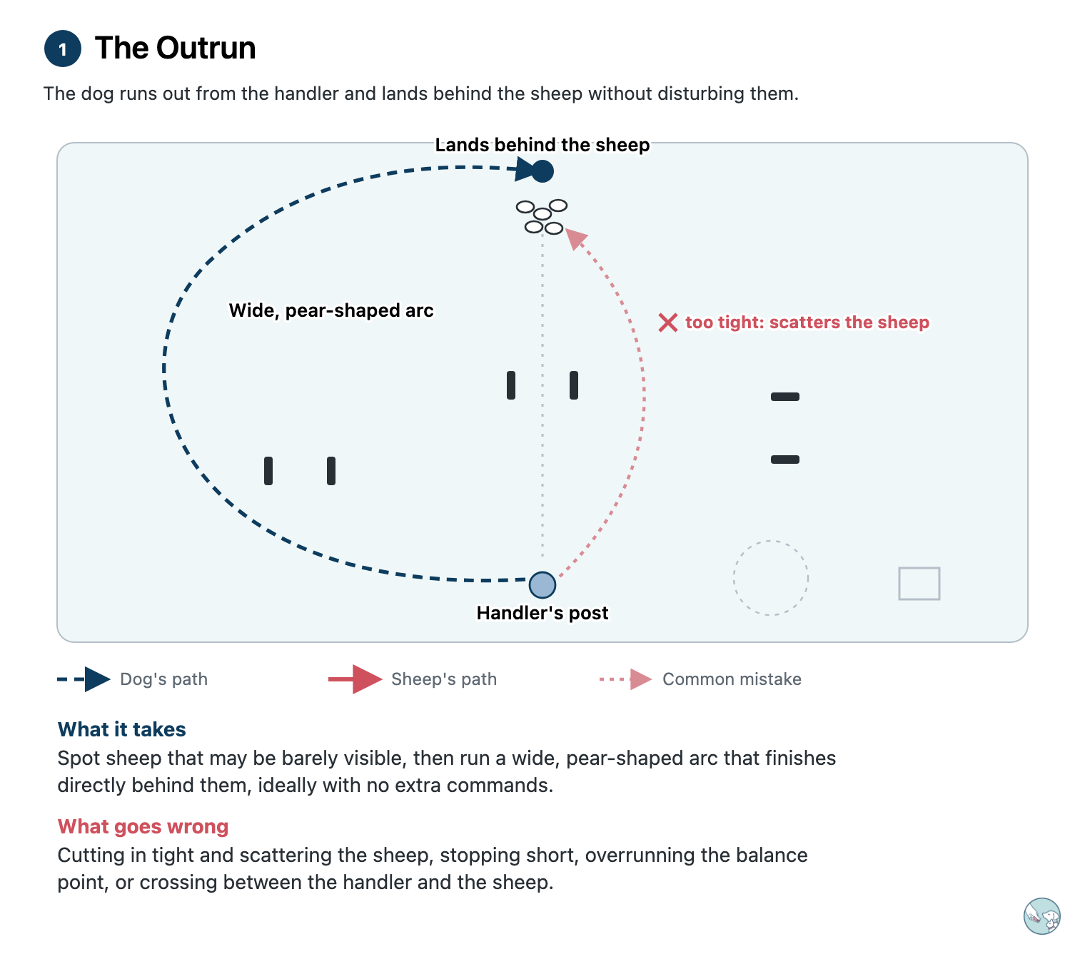 Diagram of the outrun. The dog leaves the handler's post and runs out in a wide, pear-shaped arc to land directly behind the sheep. A faint dotted path shows the common mistake: cutting in tight, which scatters the sheep.