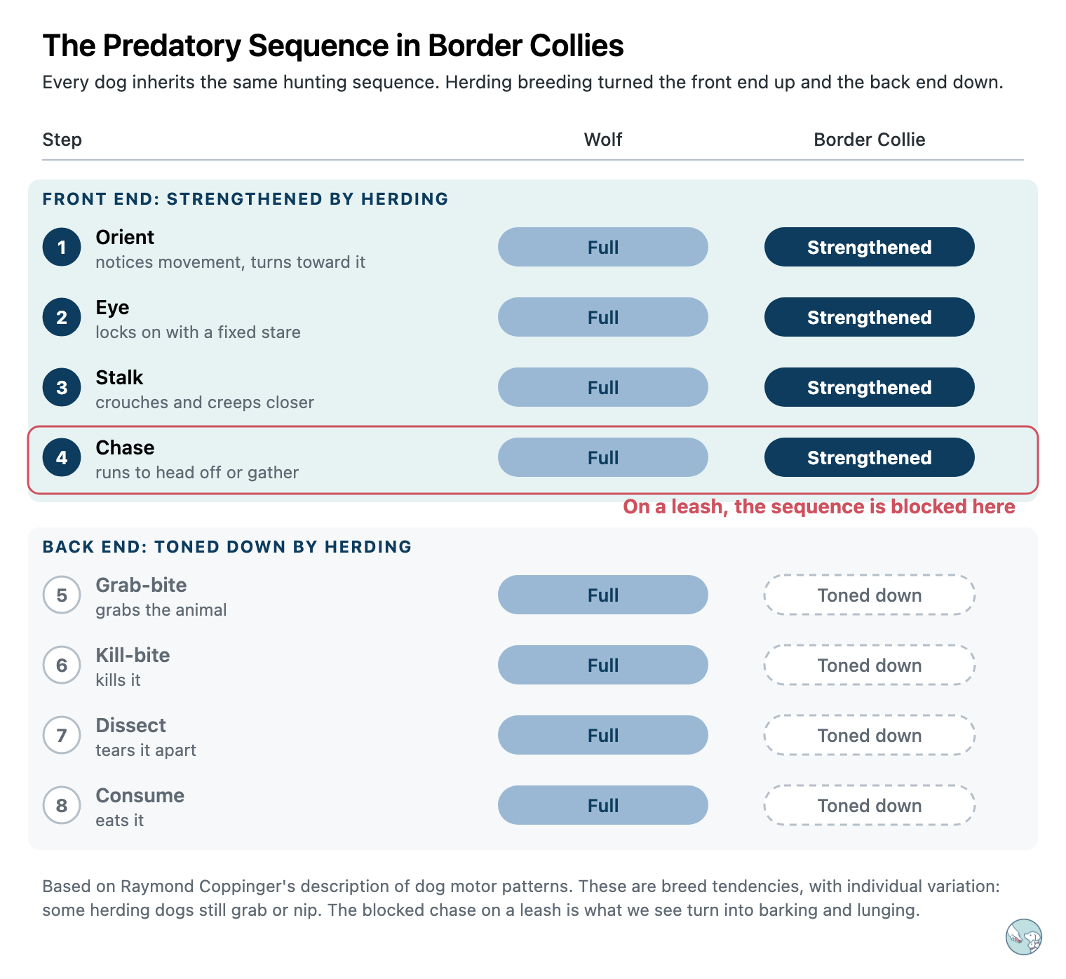Diagram comparing the predatory sequence in a wolf and a Border Collie. Herding breeding strengthened orient, eye, stalk and chase, and toned down grab-bite, kill-bite, dissect and consume. On a leash, the sequence is blocked at the chase.