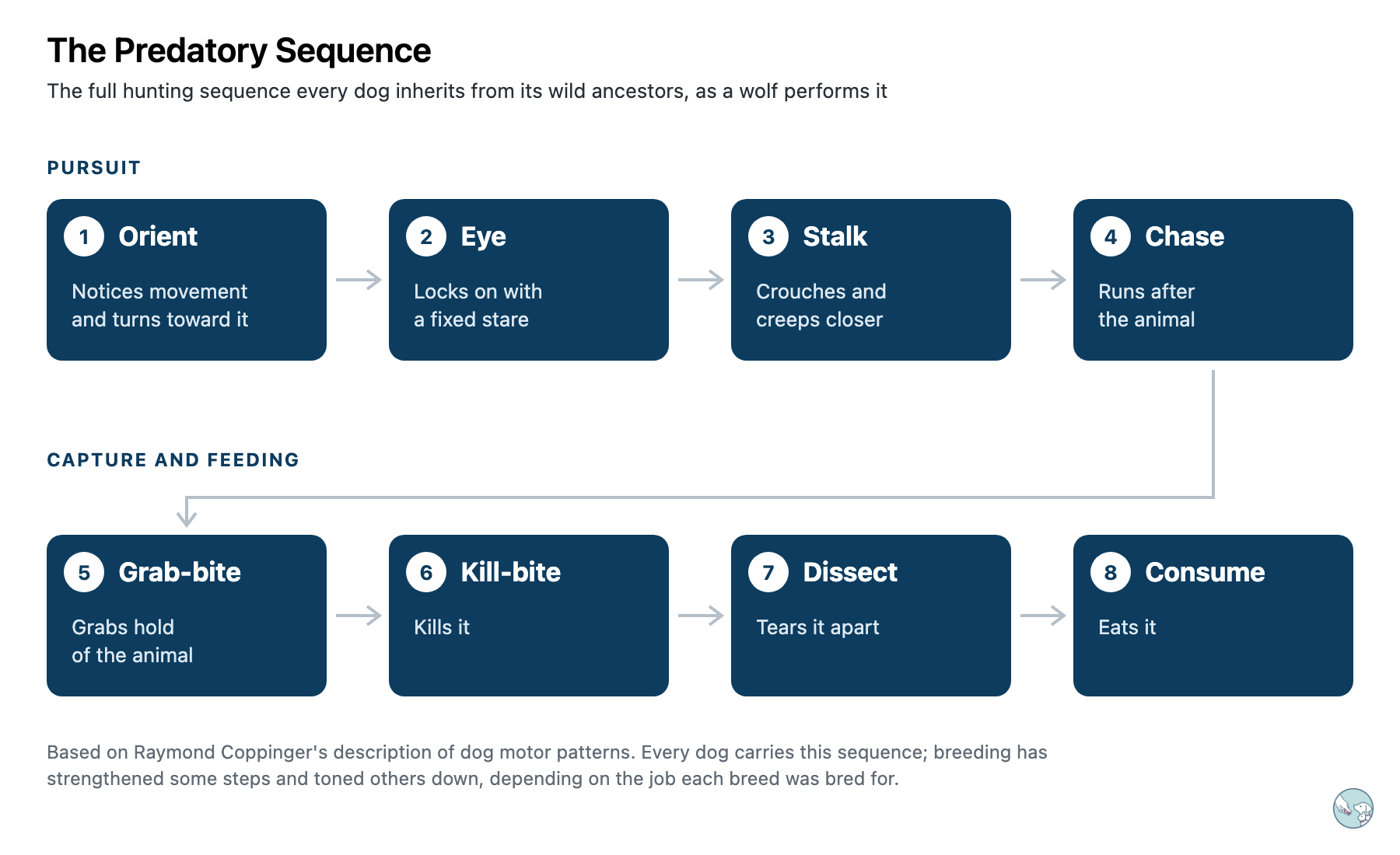 Diagram of the full predatory sequence as a wolf performs it, in eight steps. Pursuit: orient, eye, stalk, chase. Capture and feeding: grab-bite, kill-bite, dissect, consume.